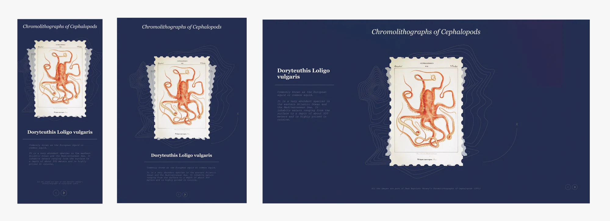 Chromocephalopods & Insectorum